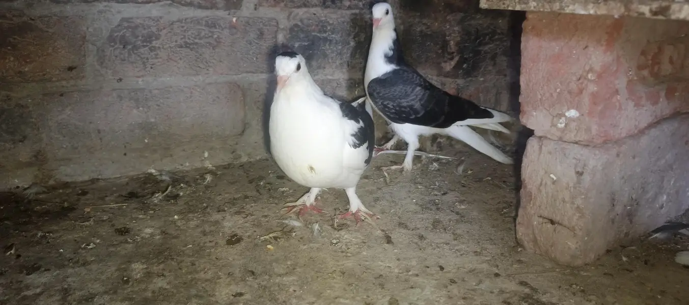 sherazi beauty pigion  breader — photo 2