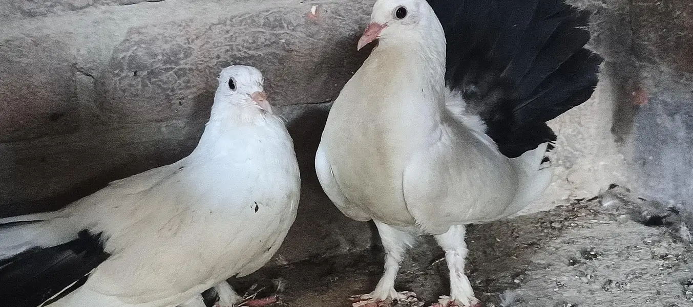 sherazi beauty pigion  breader — photo 3