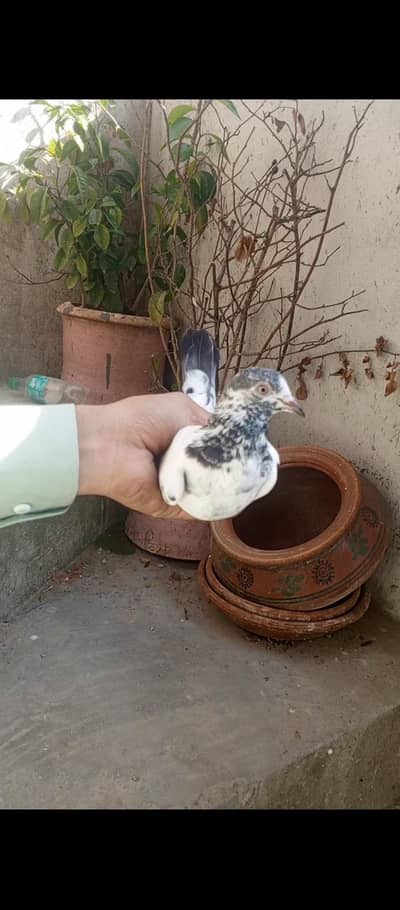 pigeons