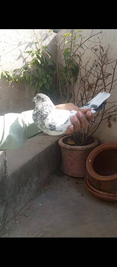 pigeons
