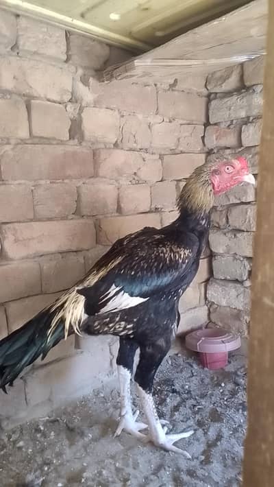 pure quality Aseel murga for sale hai