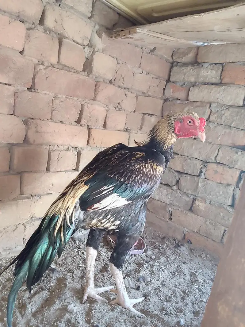 pure quality Aseel murga for sale hai — photo 2
