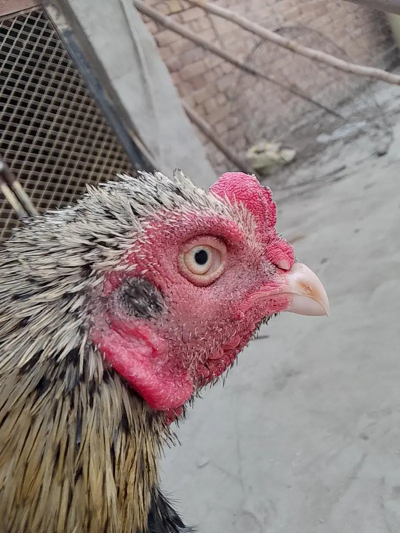 pure quality Aseel murga for sale hai — photo 4