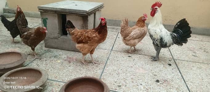 hmary paas 3 golden misri aur 2 desi hens hai aur aik murgha
