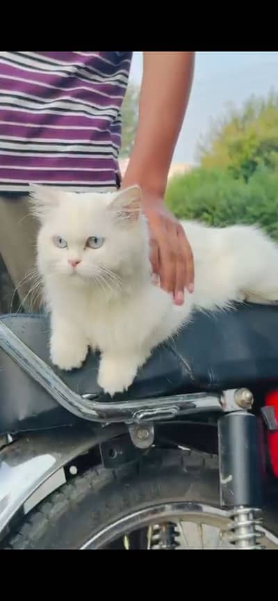 Persian cat for sale long coat bule eyes