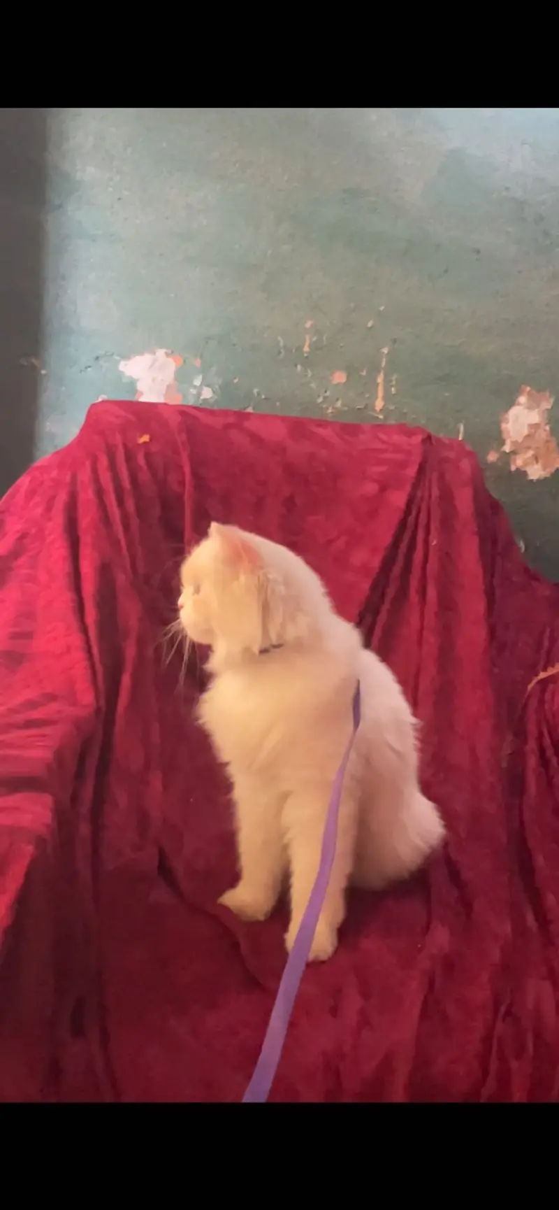 Persian cat for sale long coat bule eyes — photo 2