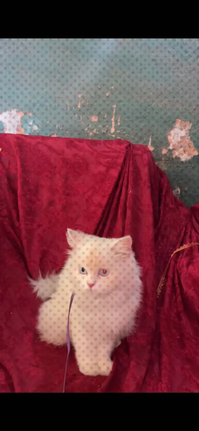 Persian cat for sale long coat bule eyes — photo 3