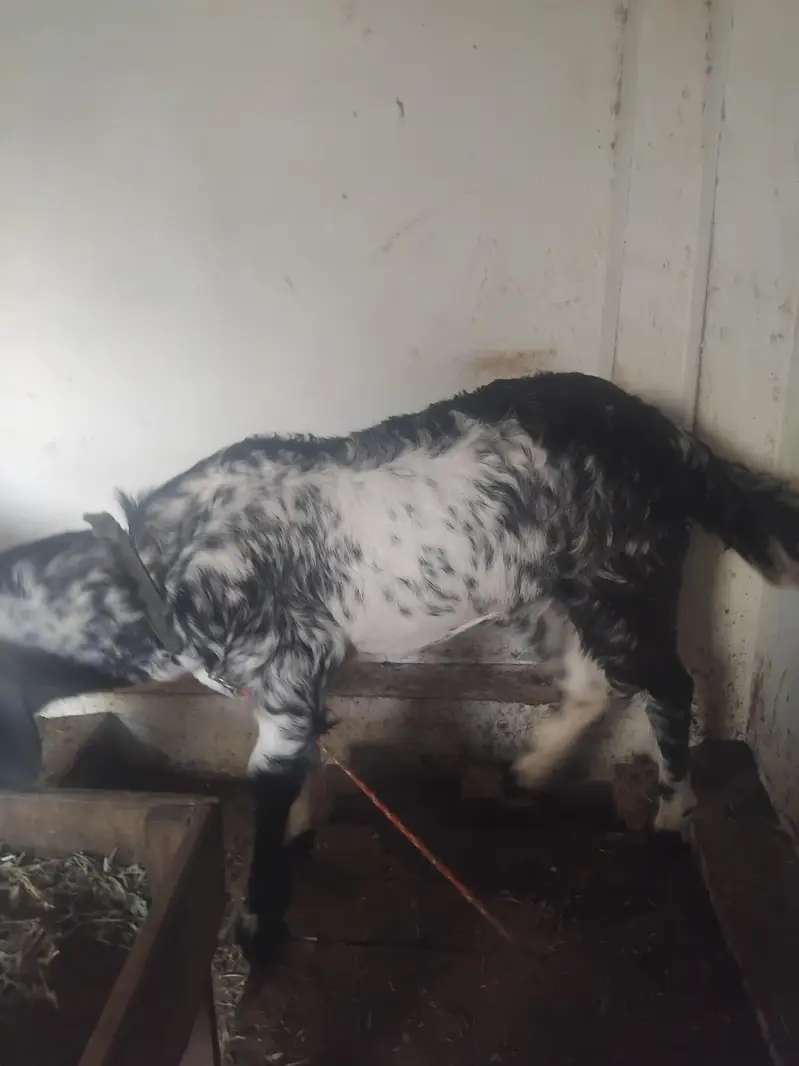 Tedda Gulabi Mix age 11 months and Black cheena Age 9 months — photo 3