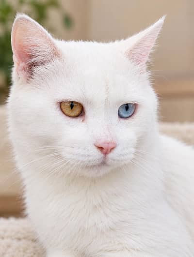 Male white Persian cat odd eyes