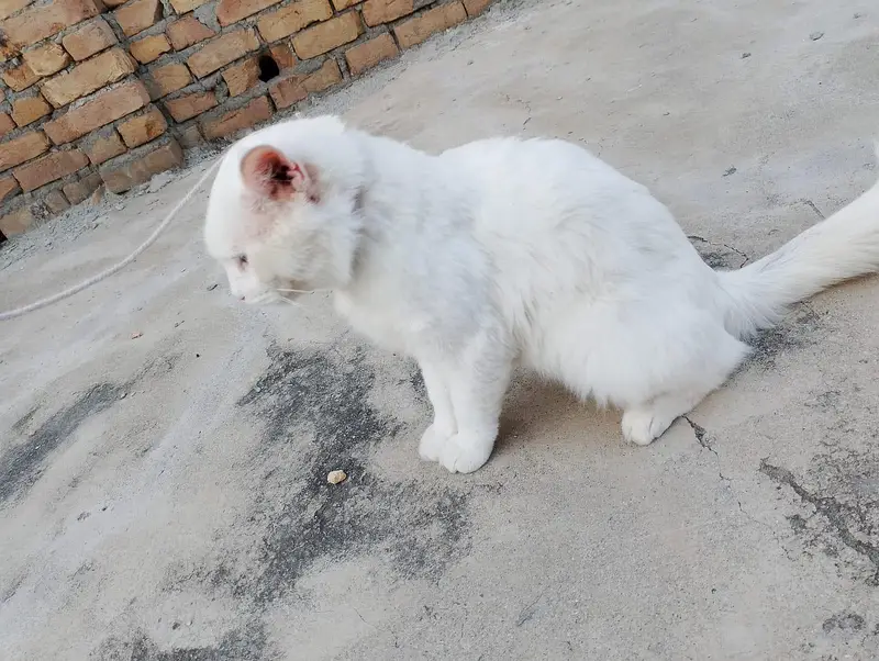 Male white Persian cat odd eyes — photo 2