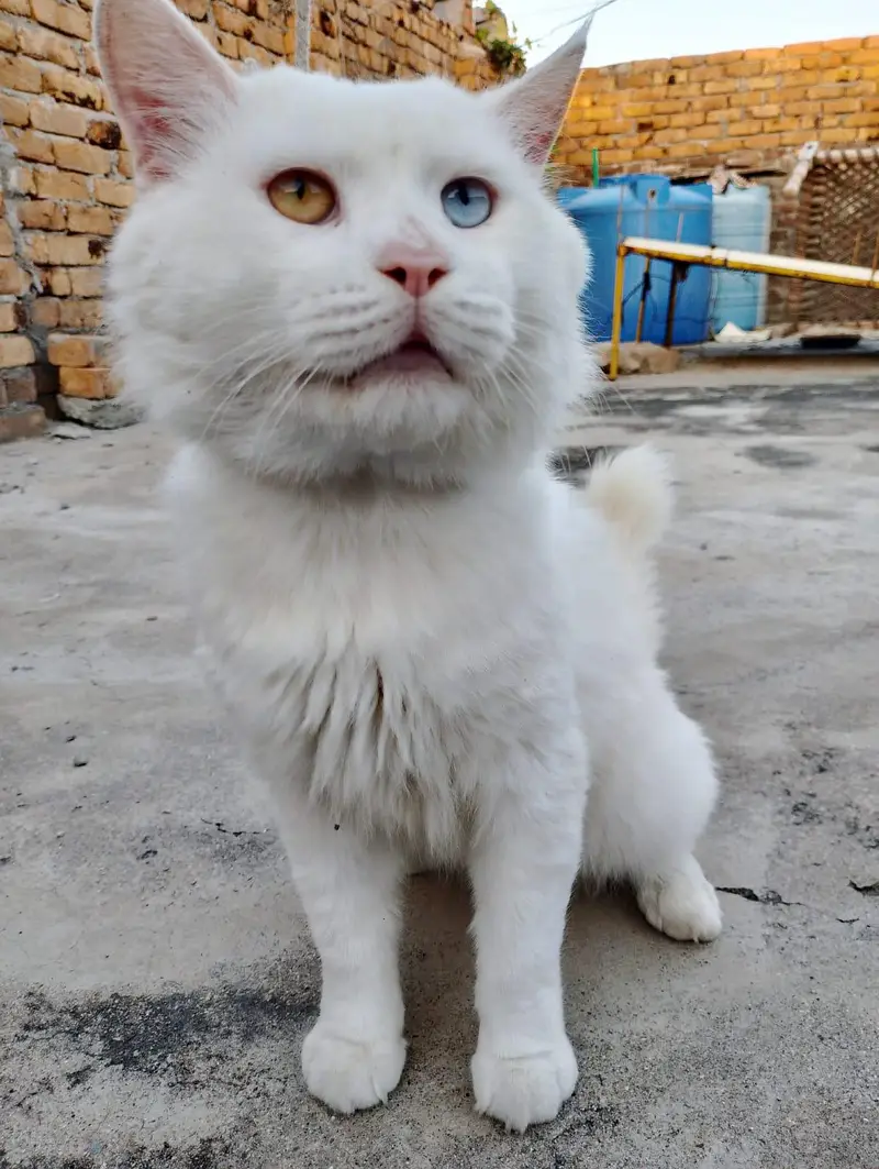 Male white Persian cat odd eyes — photo 4