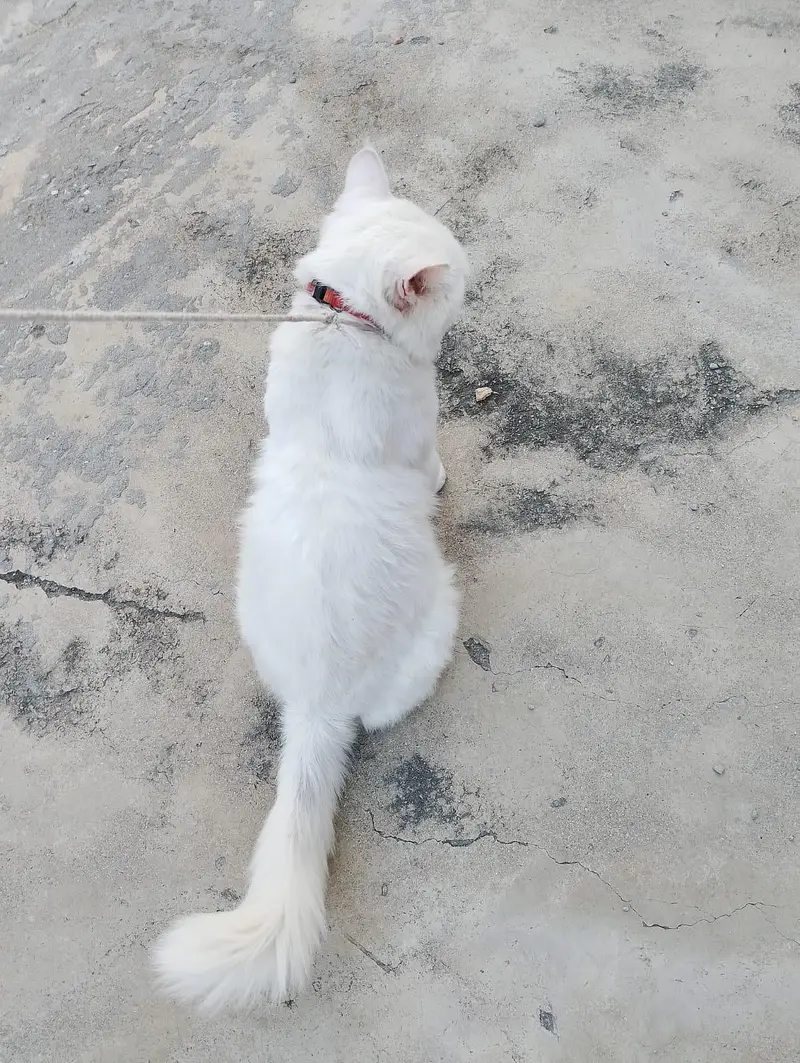Male white Persian cat odd eyes — photo 6