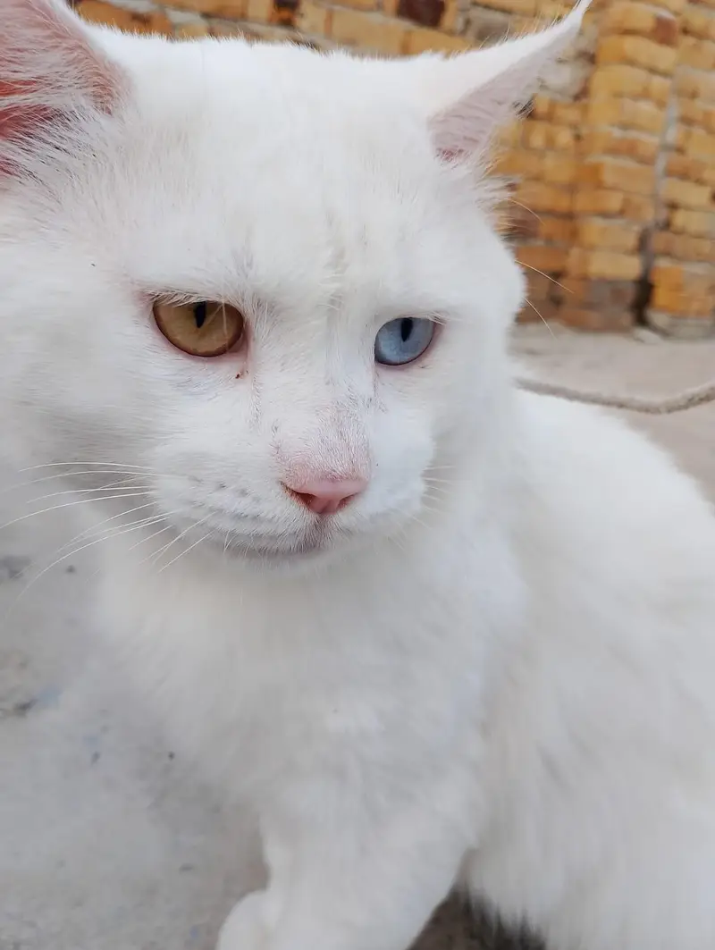 Male white Persian cat odd eyes — photo 7