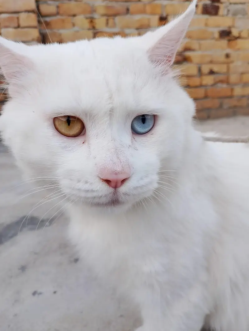 Male white Persian cat odd eyes — photo 8