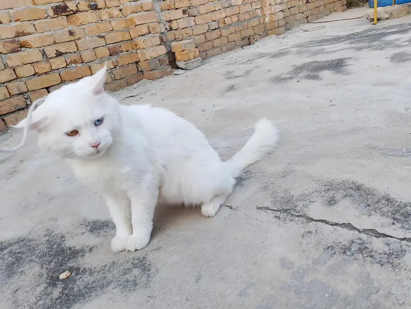 Male white Persian cat odd eyes — photo 10
