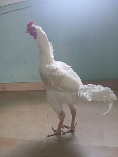 aseel white hera murga