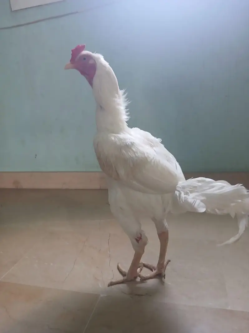 aseel white hera murga — photo 2