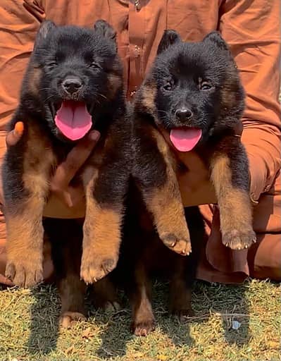 Black German Shepherd double coat pair for sale