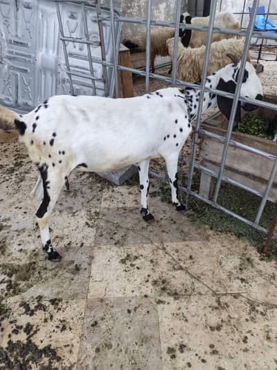4 dant cross breed h