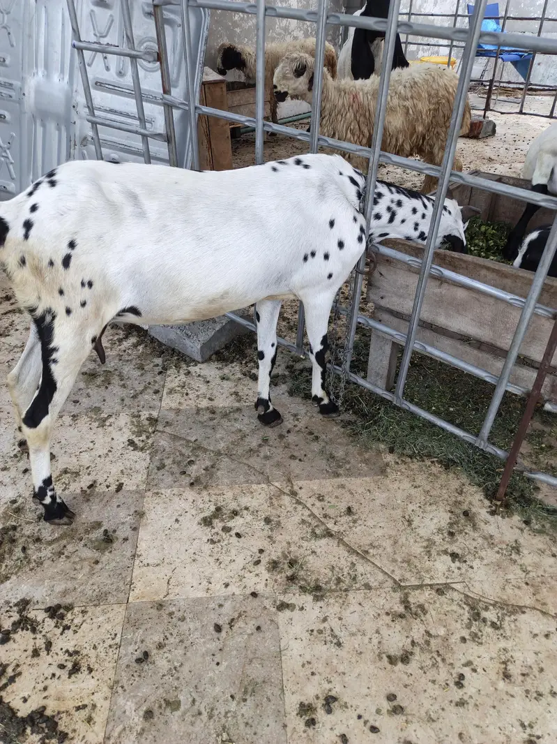 4 dant cross breed h — photo 2
