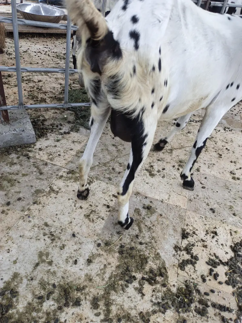 4 dant cross breed h — photo 3