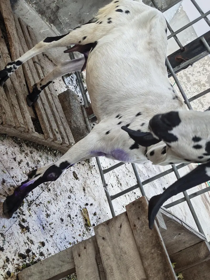4 dant cross breed h — photo 5