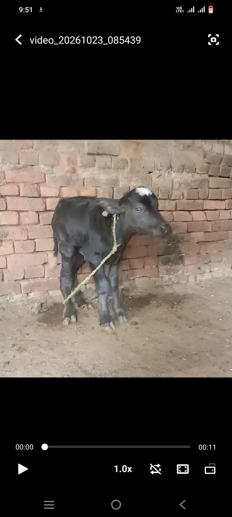 pure neeli breed ki kati