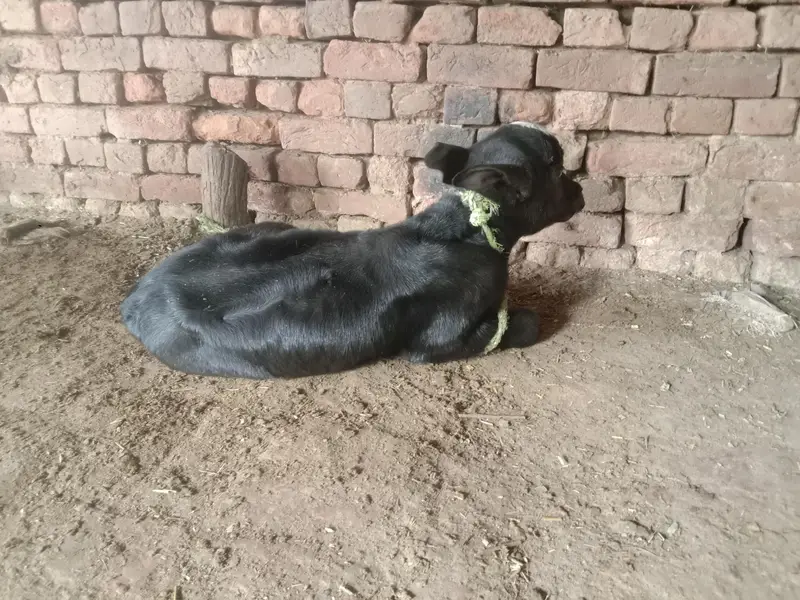 pure neeli breed ki kati — photo 2