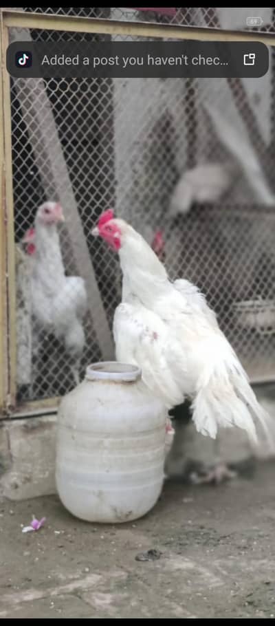 Heera aseel with white peak and white legs