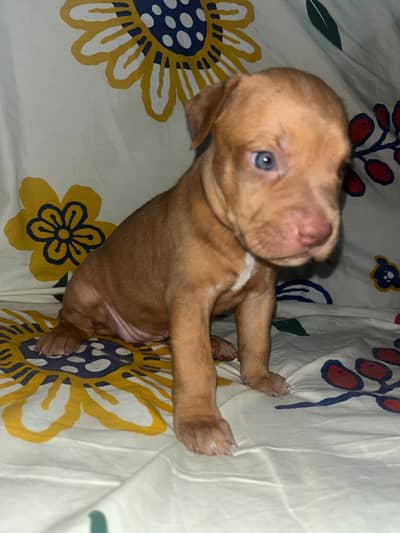 American Pitbull