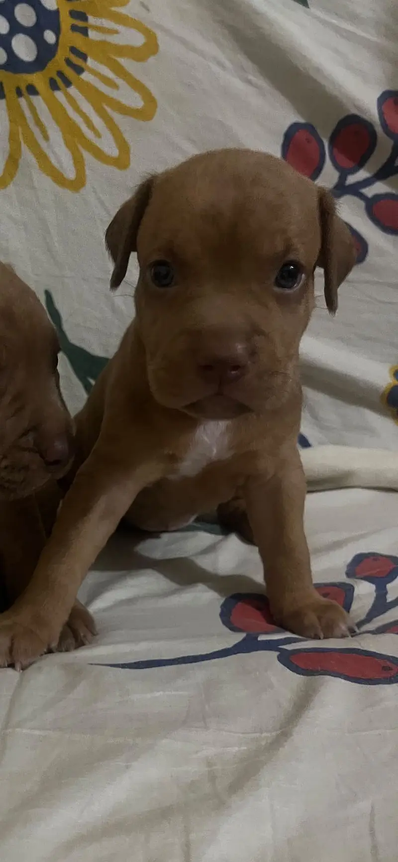 American Pitbull — photo 2