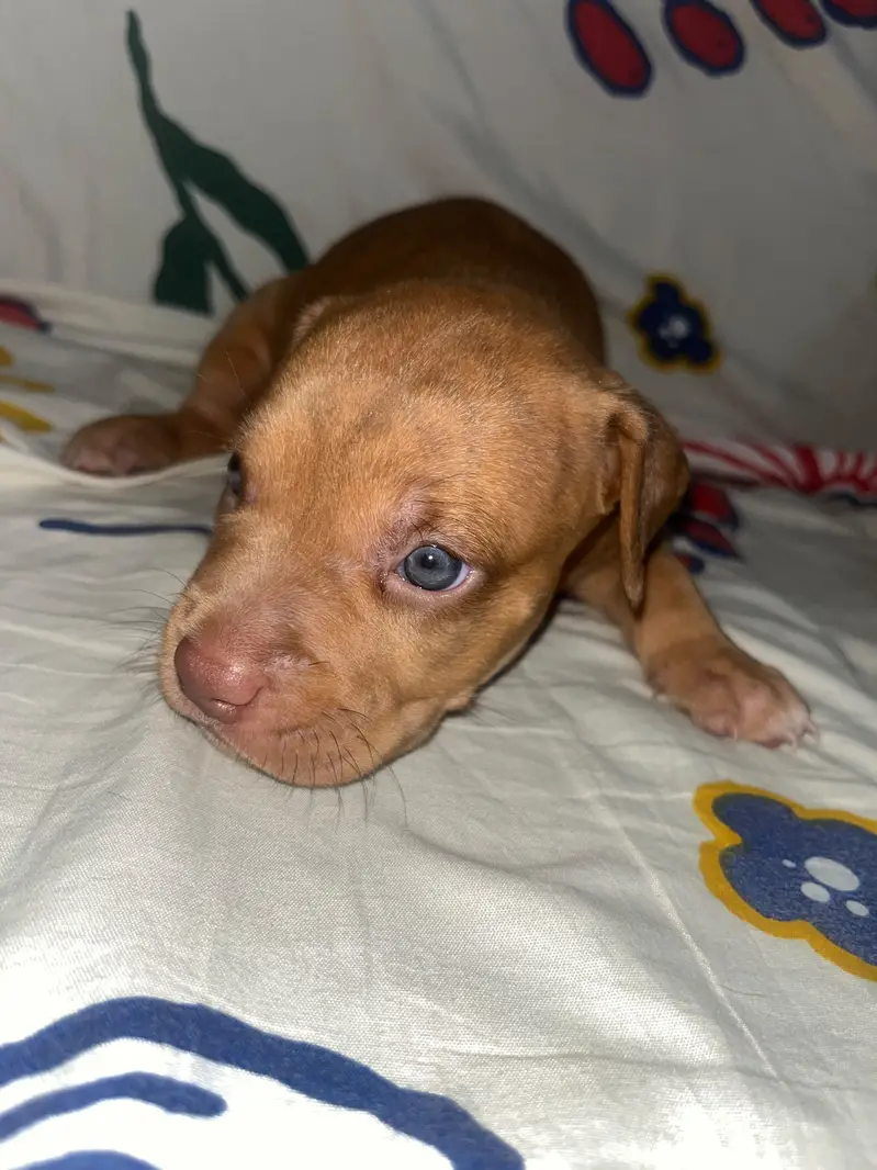 American Pitbull — photo 3