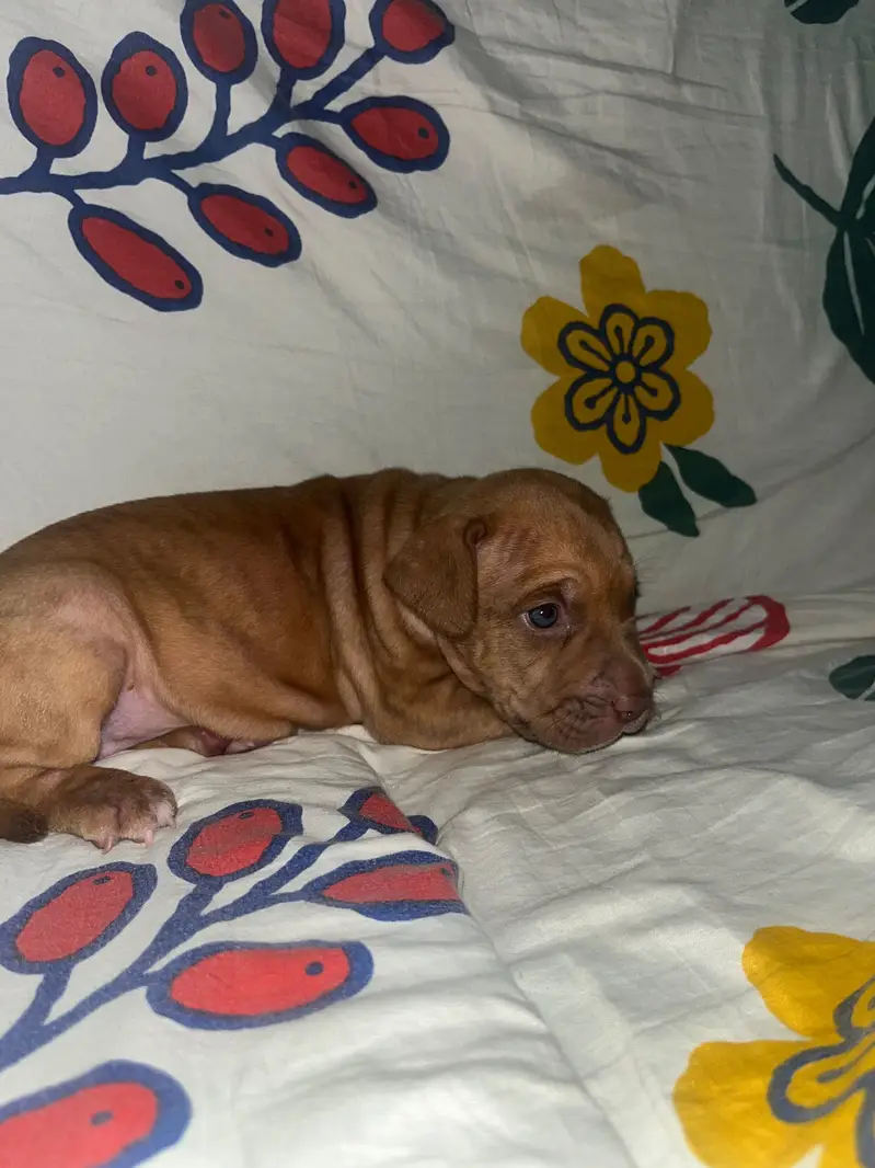 American Pitbull — photo 4