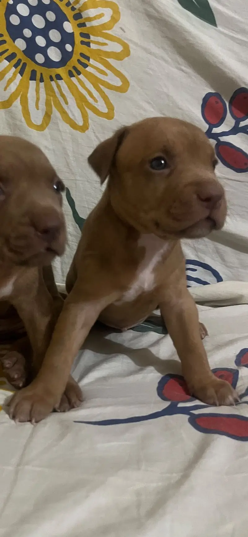 American Pitbull — photo 5