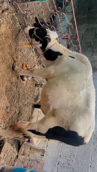 Bachra for sale