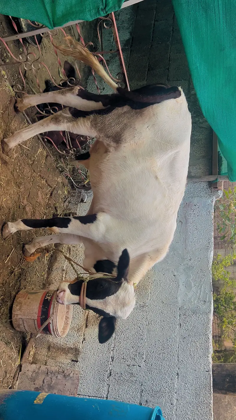 Bachra for sale — photo 2