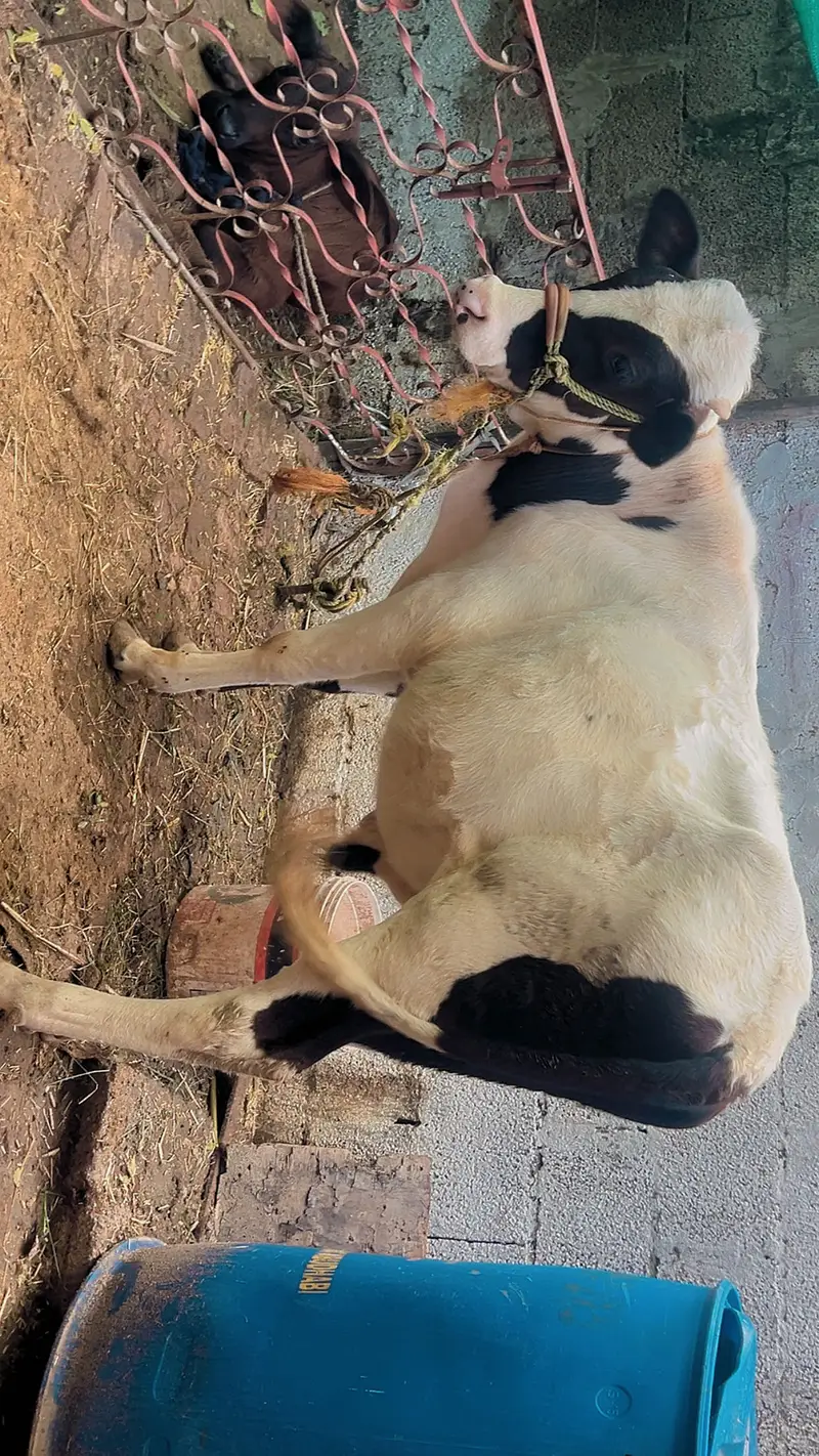 Bachra for sale — photo 4