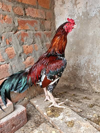 HIGH QUALITY ASEEL MIANWALI MALE