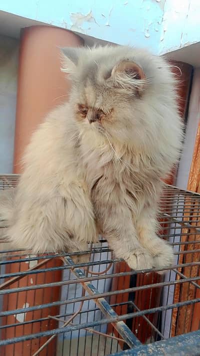 PERSIAN CAT'S FOR SALE