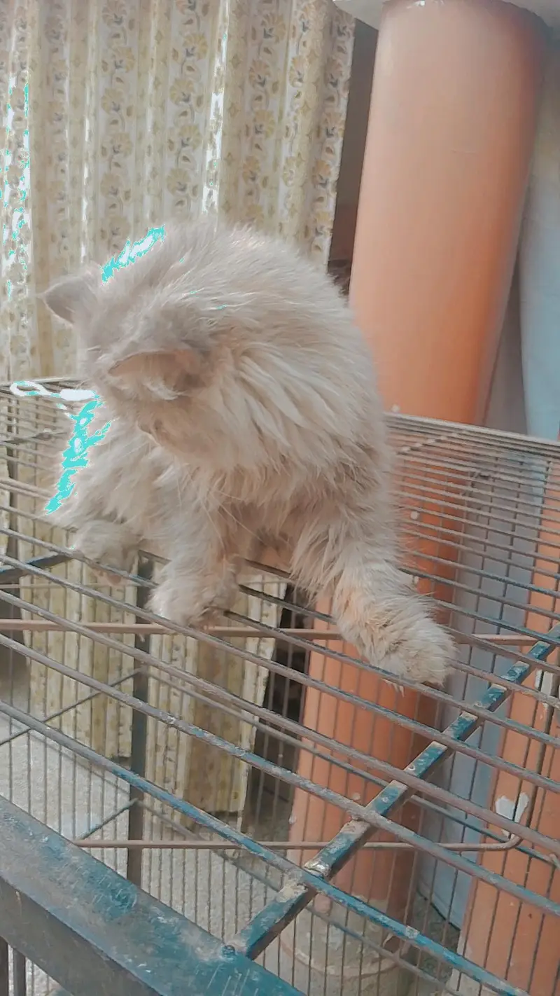 PERSIAN CAT'S FOR SALE — photo 2