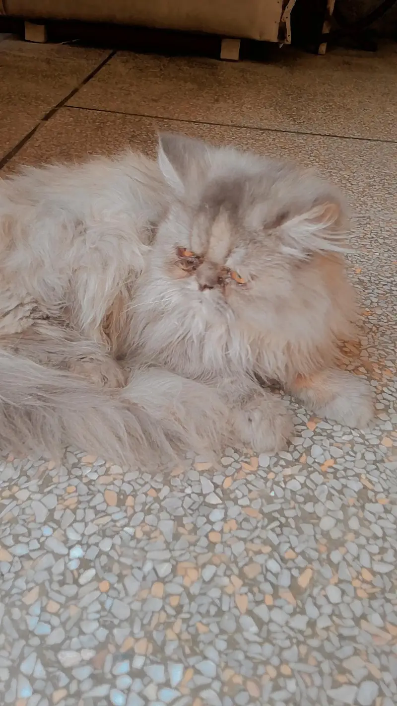 PERSIAN CAT'S FOR SALE — photo 3