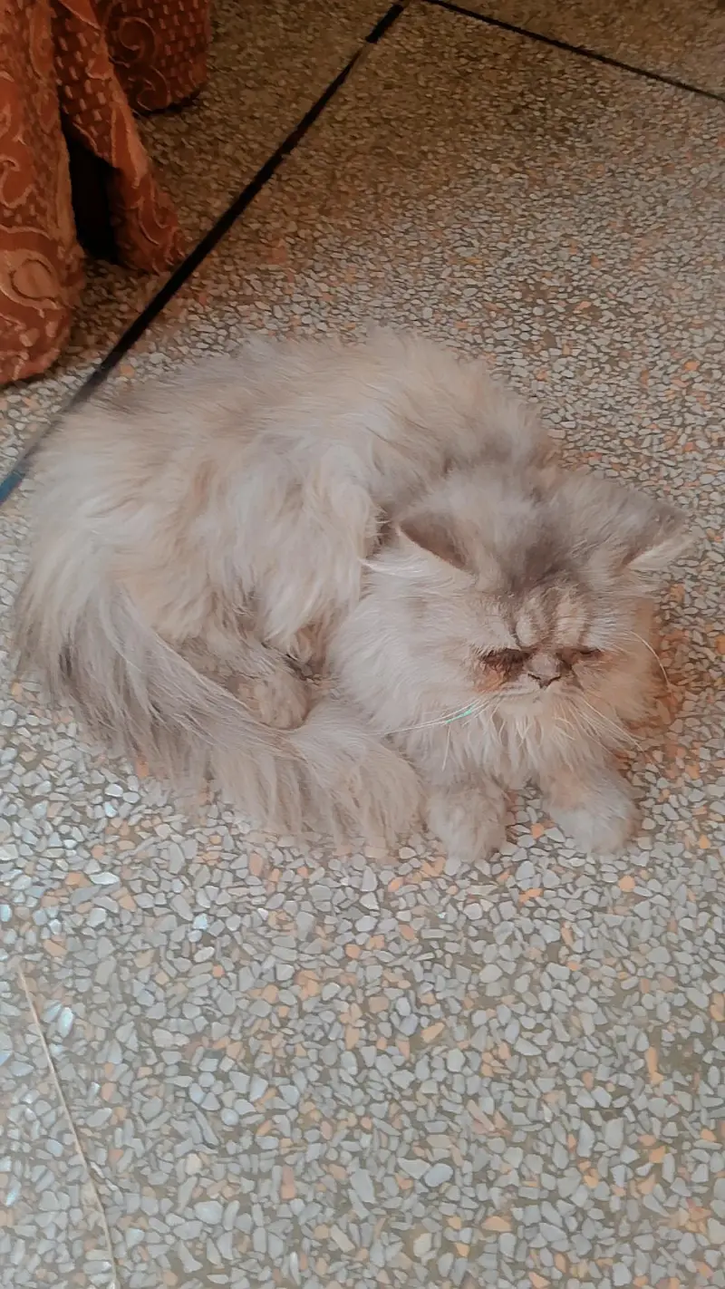 PERSIAN CAT'S FOR SALE — photo 4