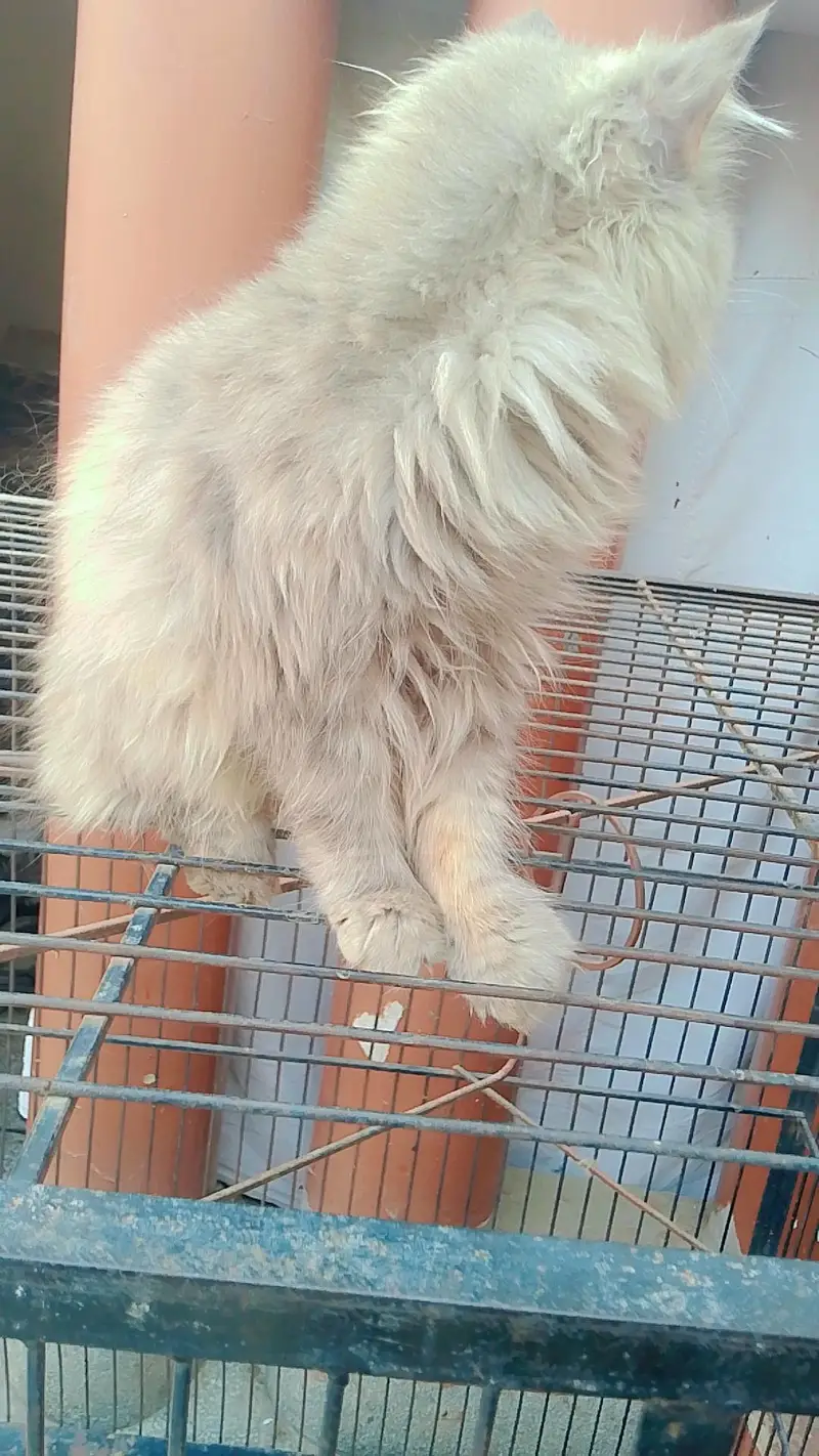PERSIAN CAT'S FOR SALE — photo 5
