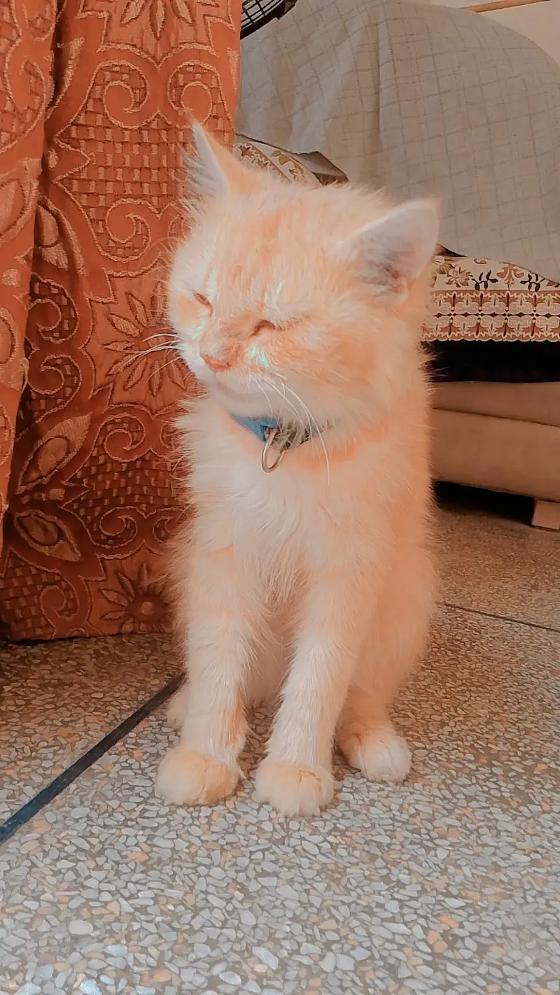 PERSIAN CAT'S FOR SALE — photo 6