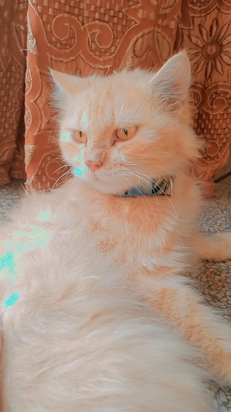 PERSIAN CAT'S FOR SALE — photo 7