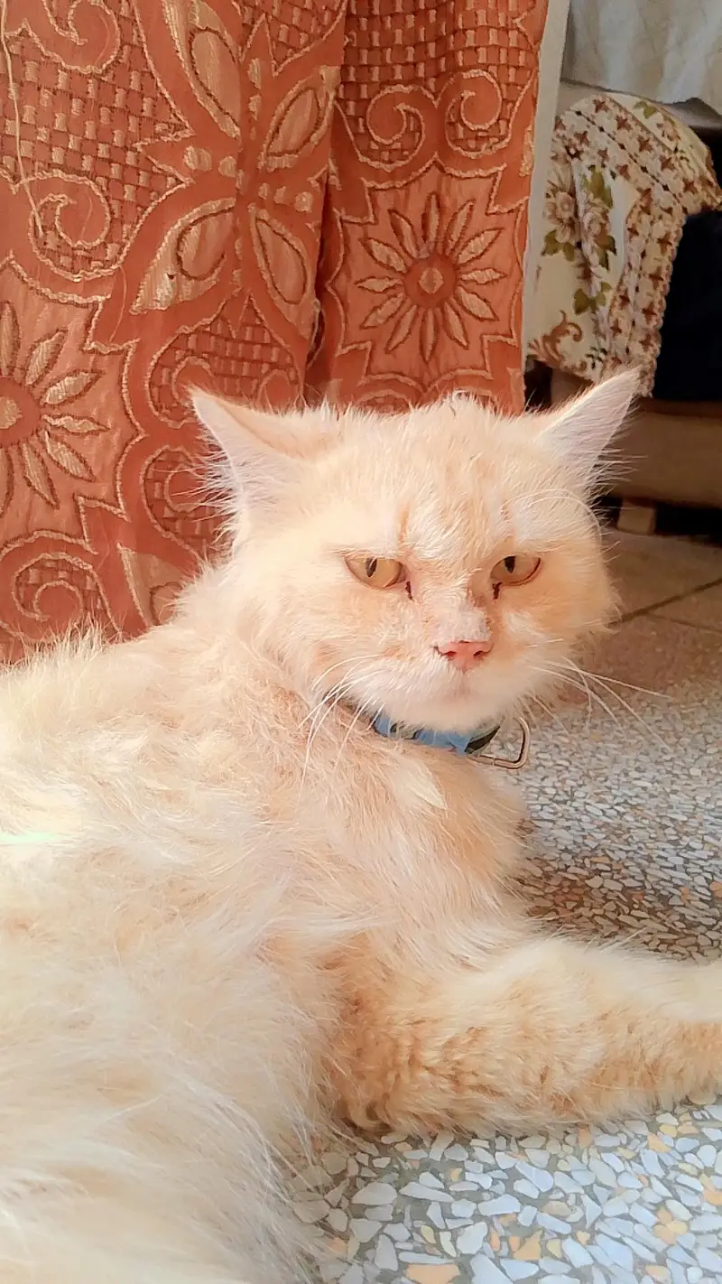 PERSIAN CAT'S FOR SALE — photo 8