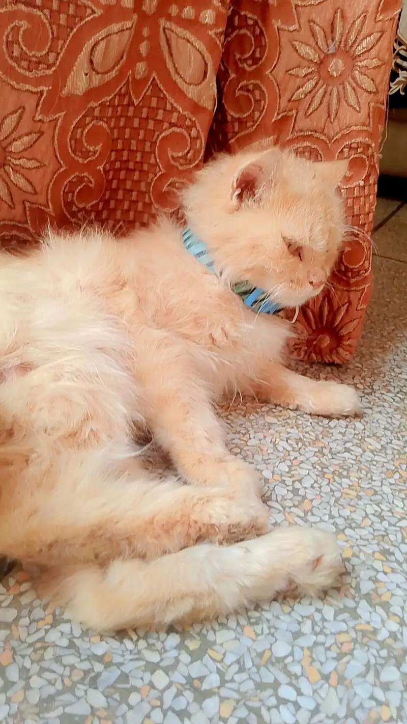 PERSIAN CAT'S FOR SALE — photo 9