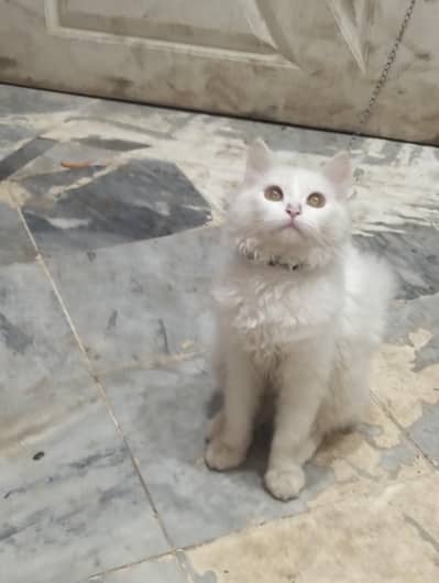 cat for sale price 17500