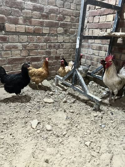 Desi hens