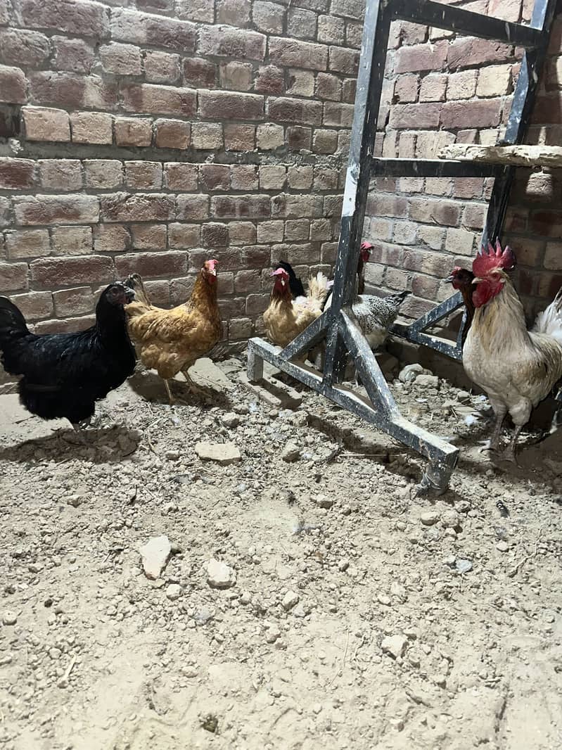 Desi hens 0